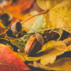 Herbstliche Gerichte