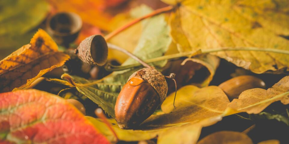 Herbstliche Gerichte