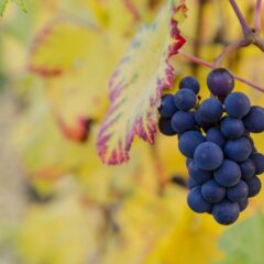 Portugiesische Weine