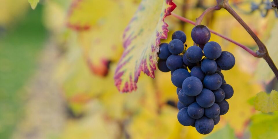 Portugiesische Weine